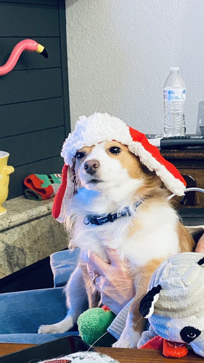 Shohei first Christmas at home