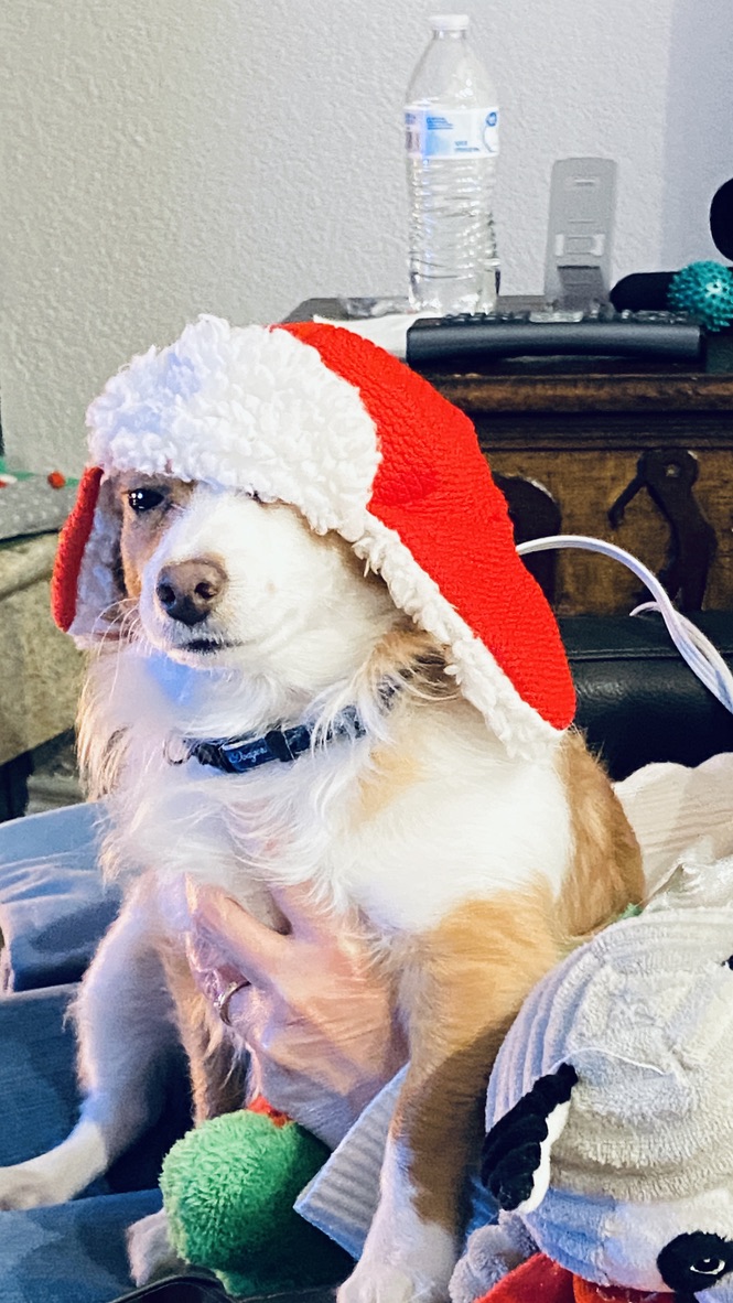 Shohei first Christmas at home