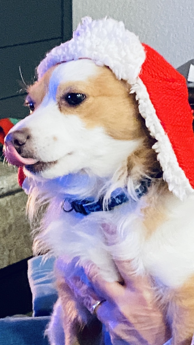 Shohei first Christmas at home