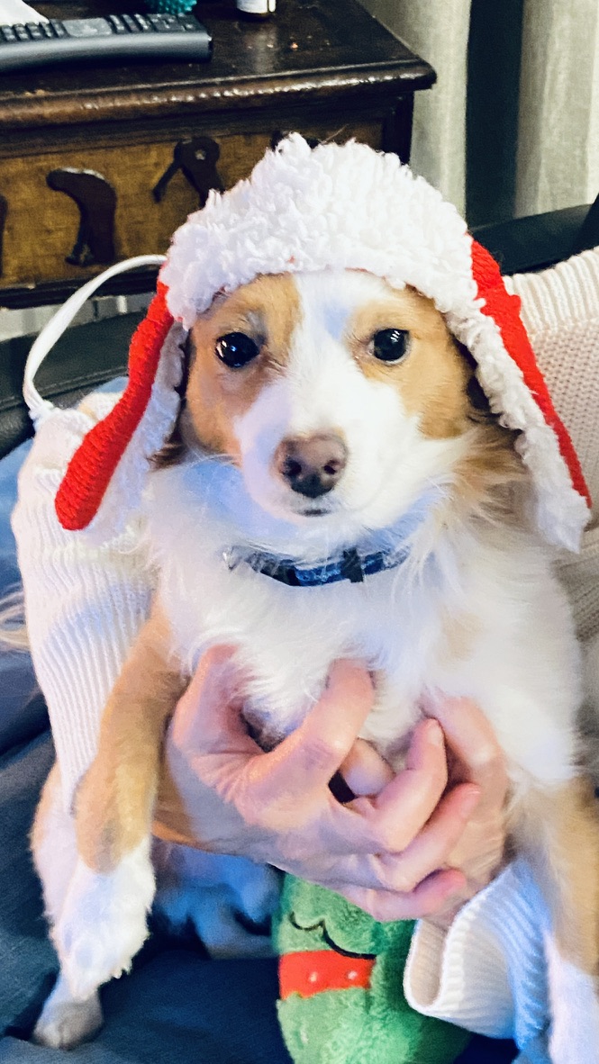 Shohei first Christmas at home