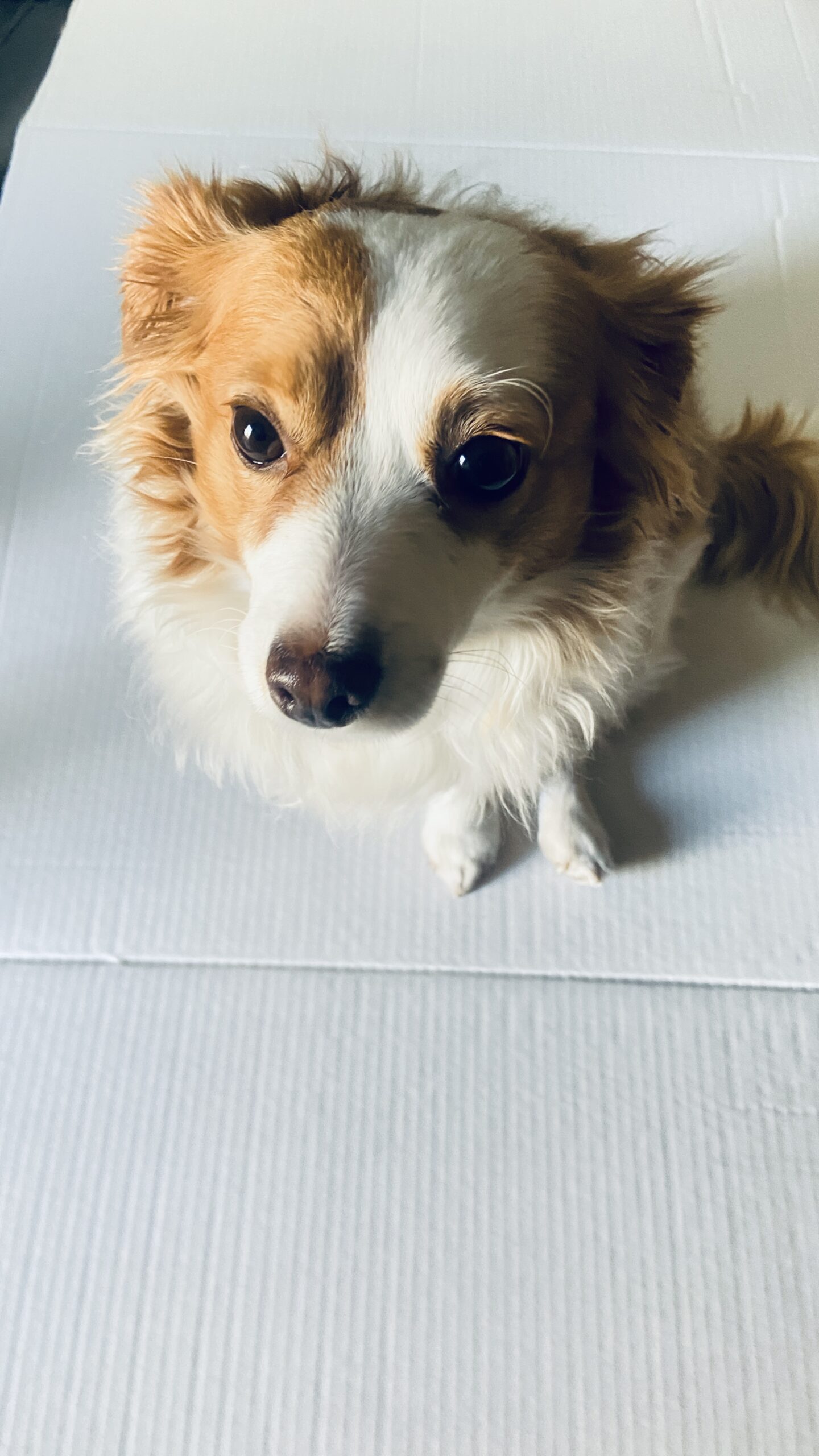 Shohei modeling