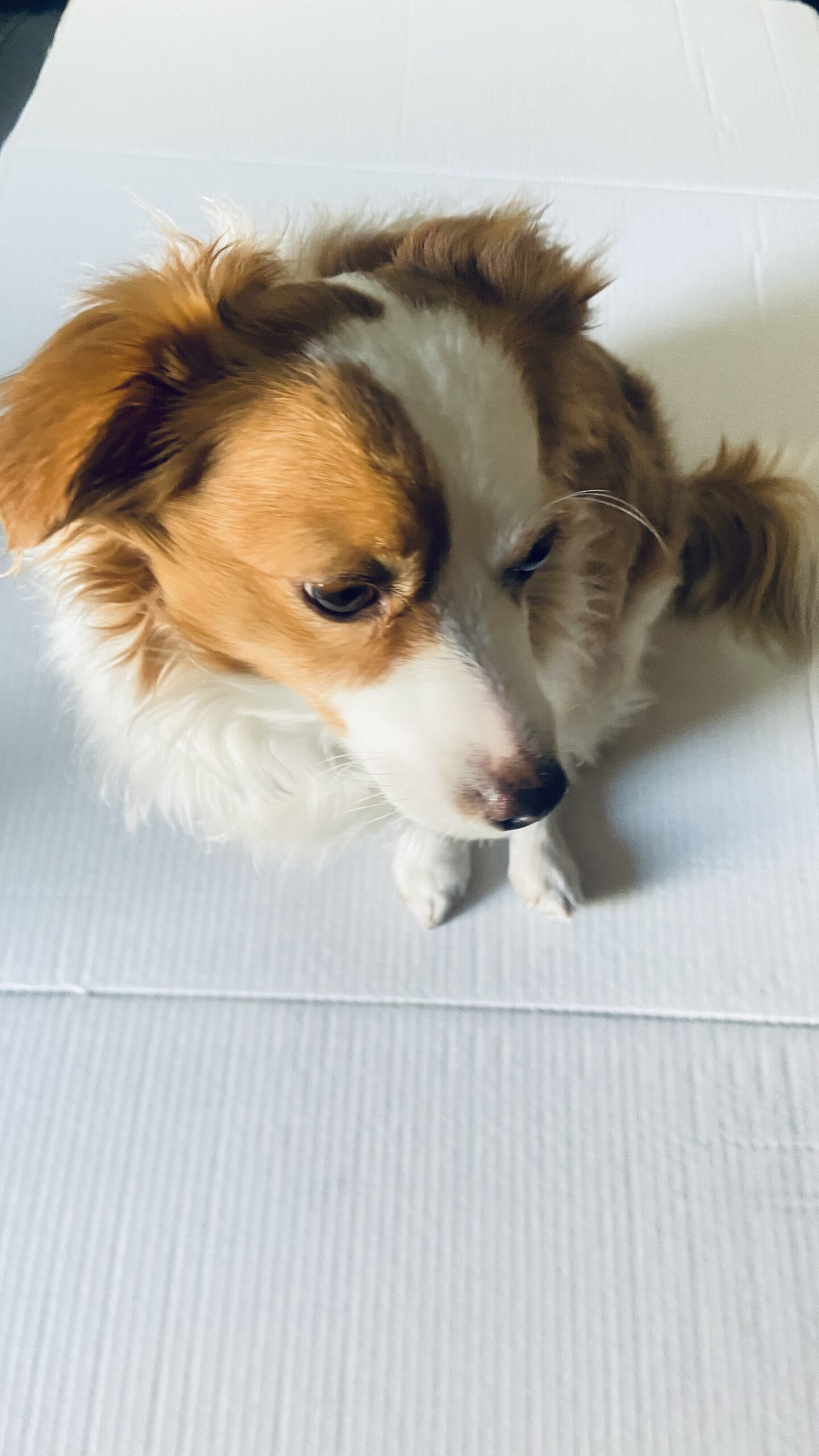 Shohei modeling