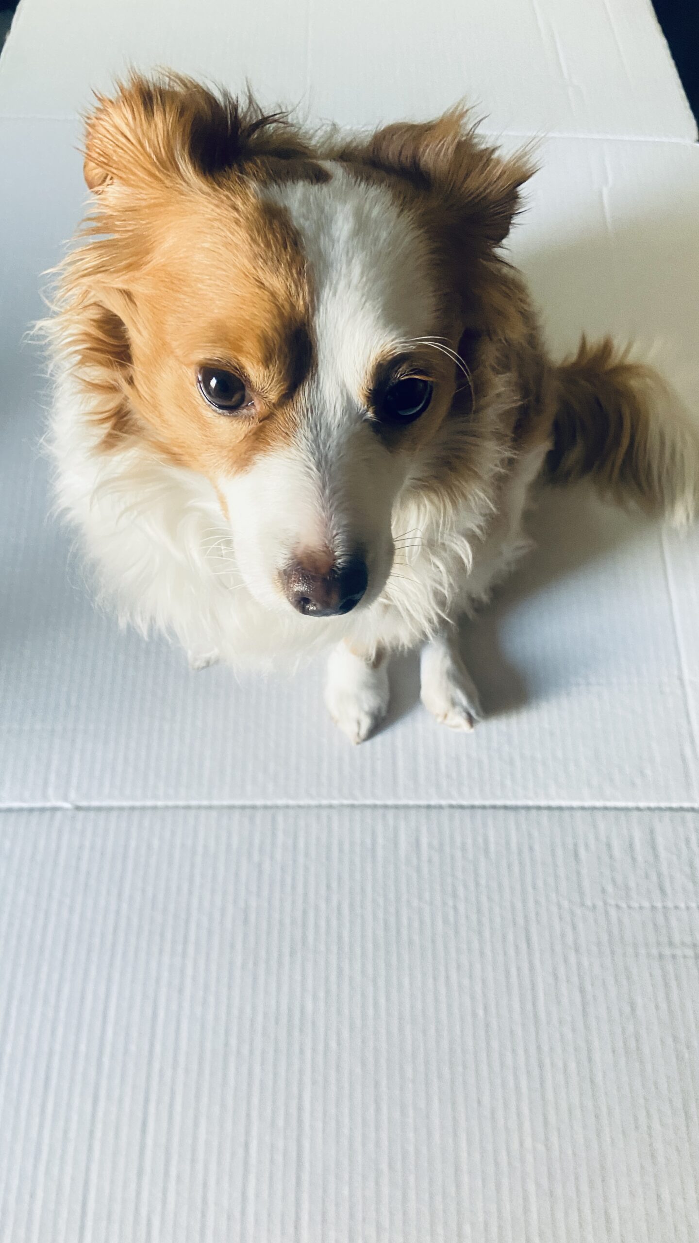 Shohei modeling