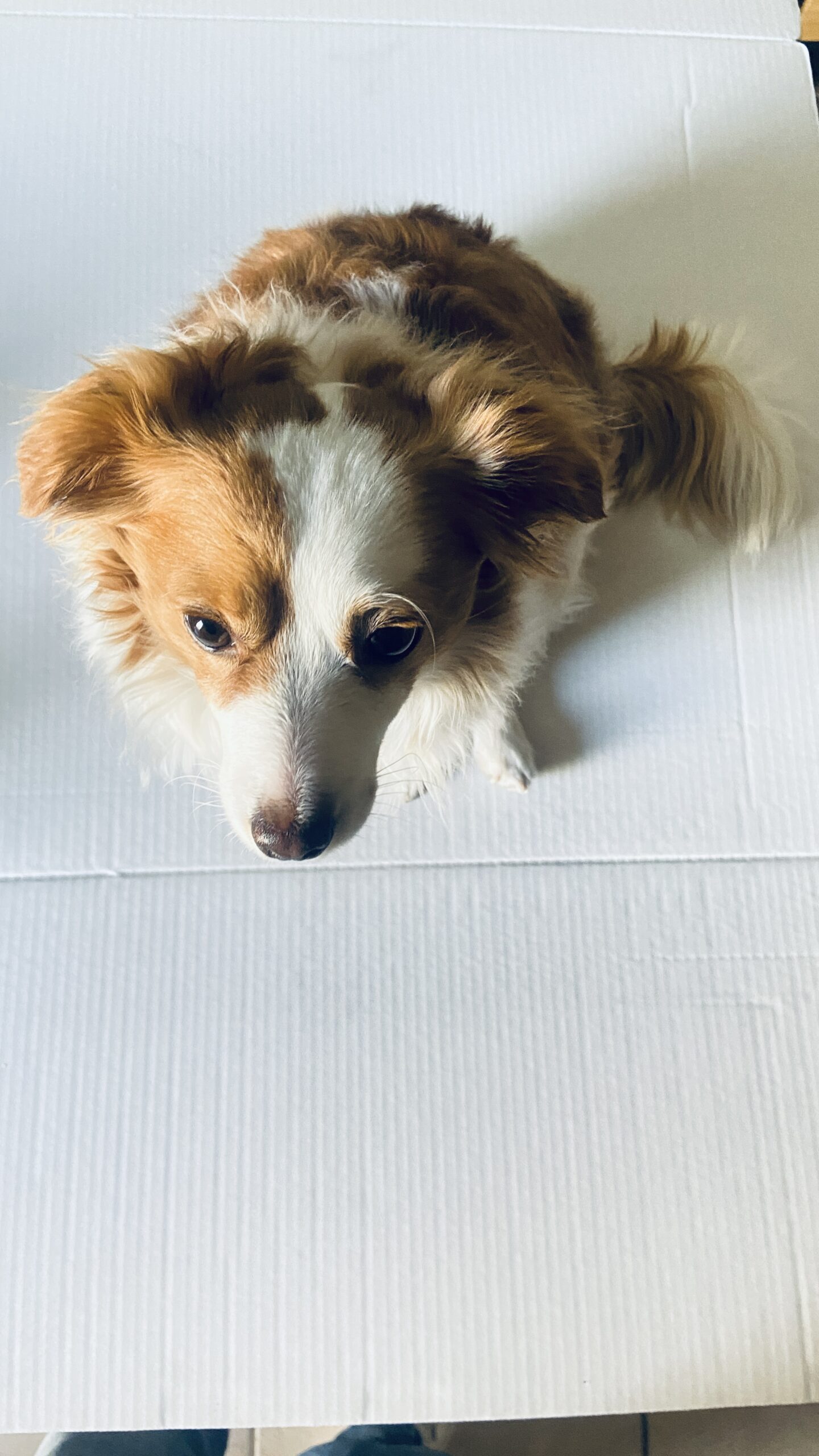 Shohei modeling