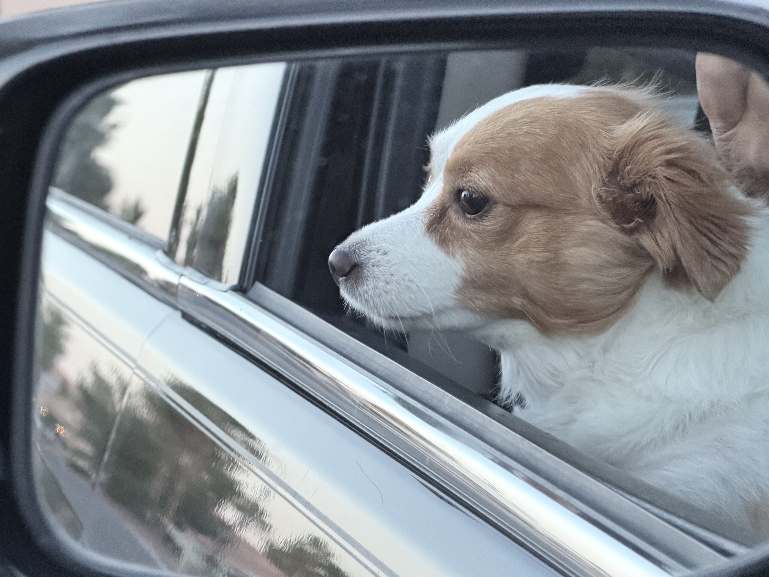 Shohei car ride with dad