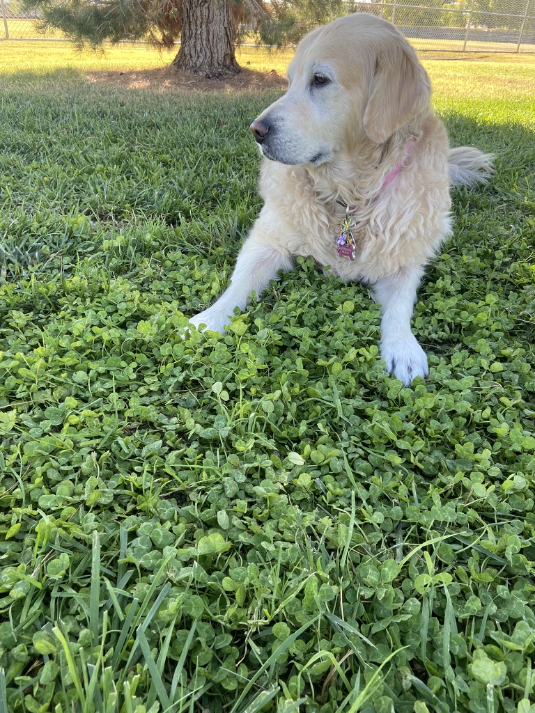 Shohei's golden retriever big sister relaxing at home