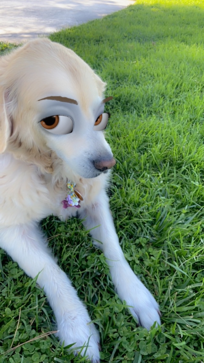 Golden retriever relaxing in the grass